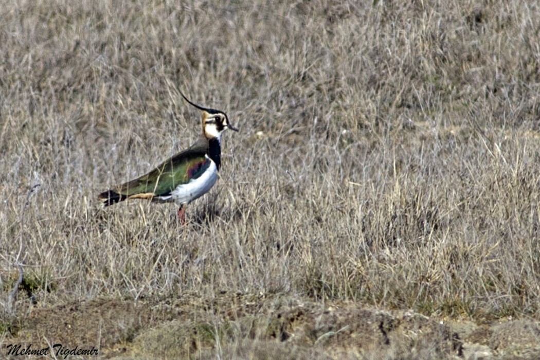 Northern Lapwing
