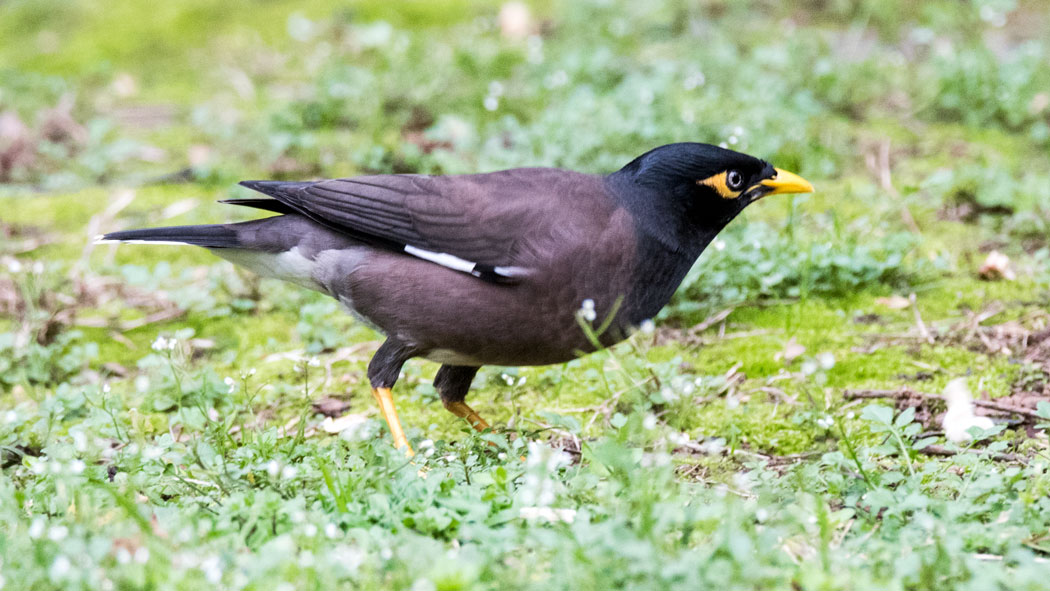 Common Myna