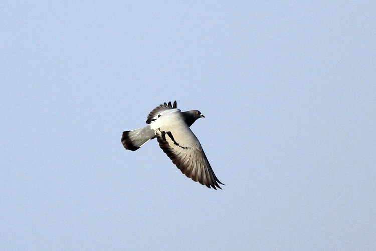 Rock Dove