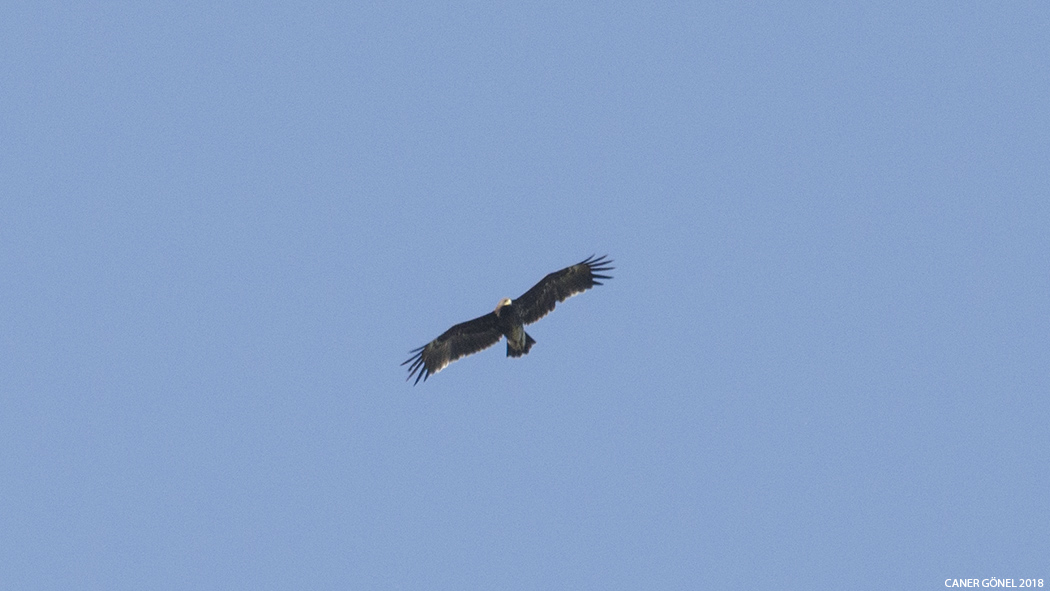 Greater Spotted Eagle