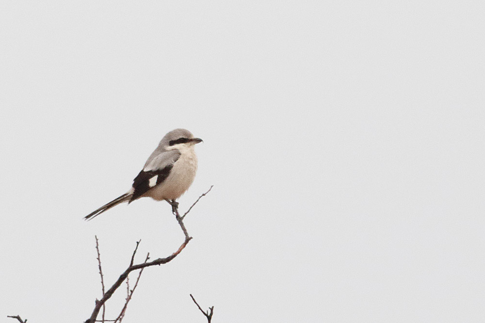 Great Grey Shrike