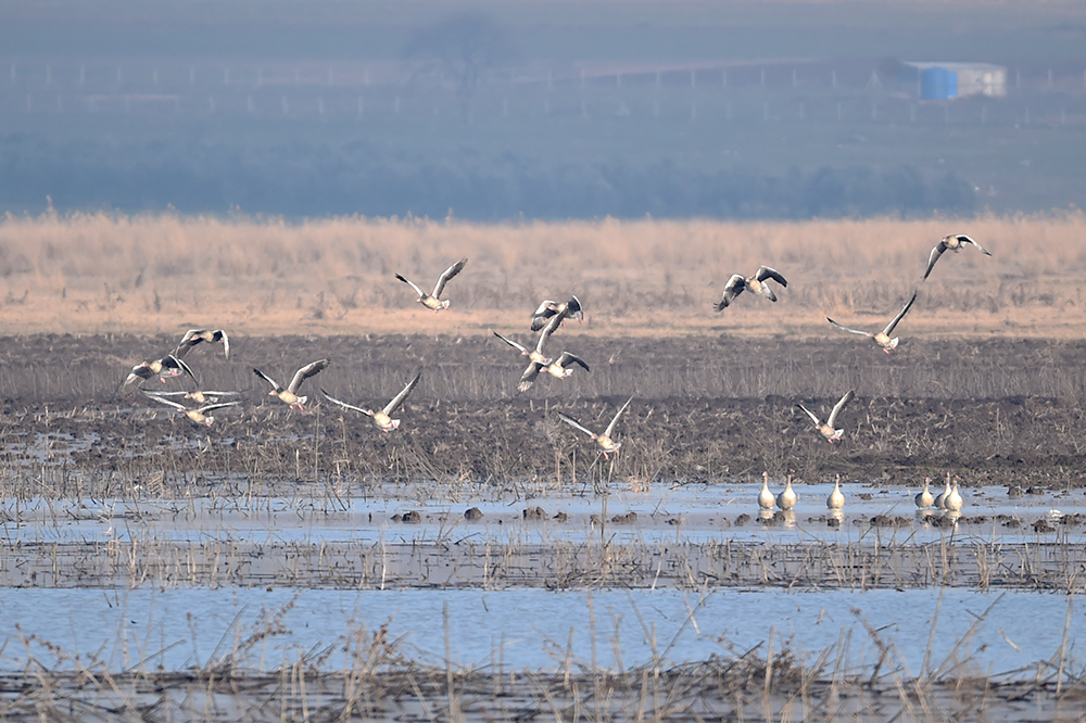 Greylag Goose