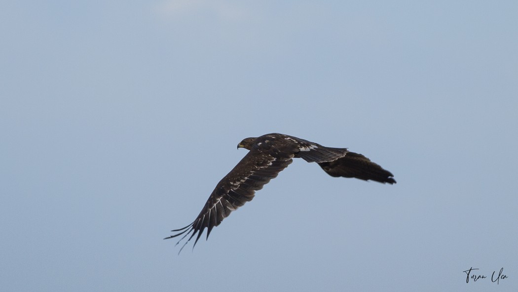 Greater Spotted Eagle