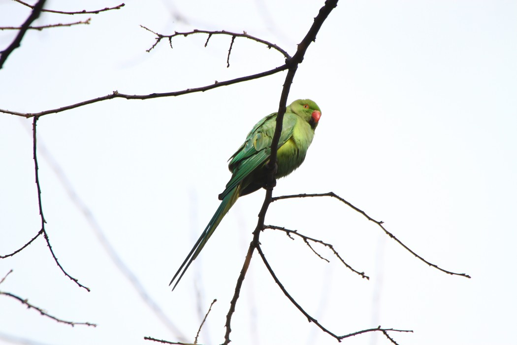 Yeşil Papağan