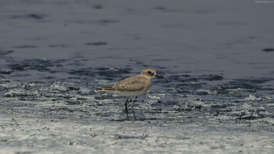 Greater Sand Plover