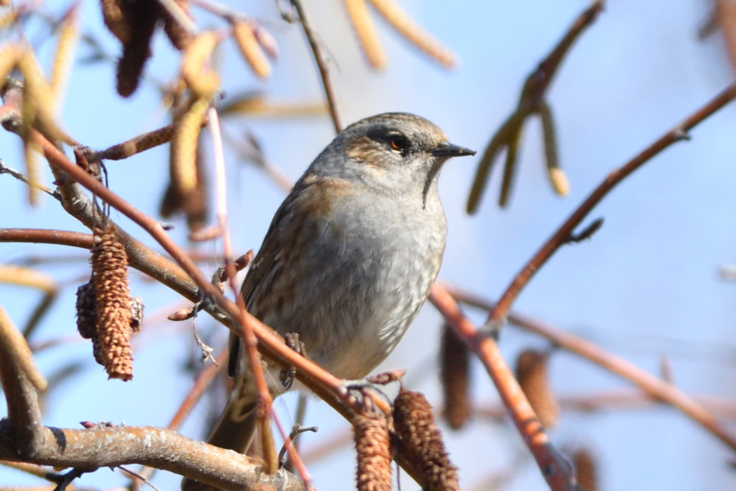 Dunnock