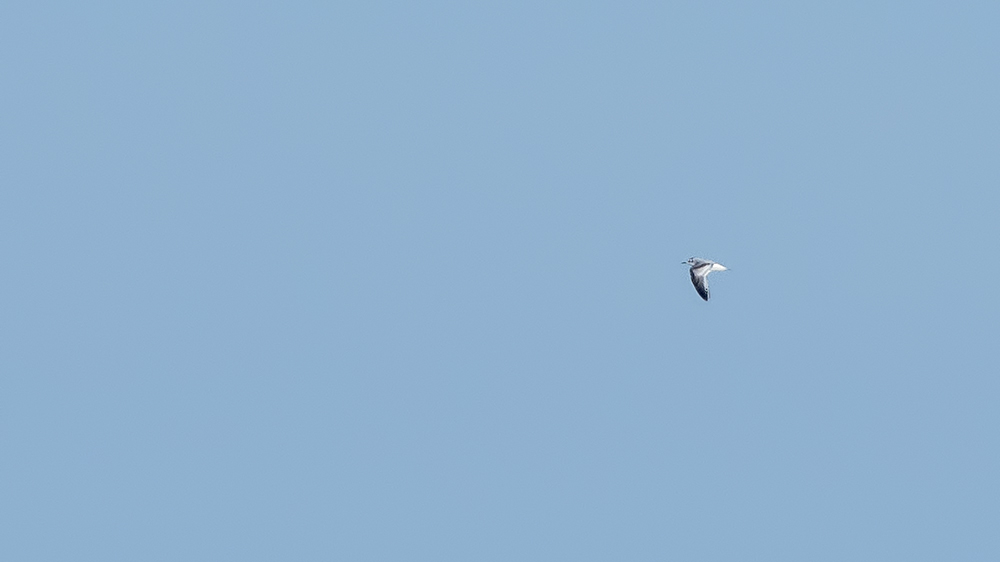 Little Gull