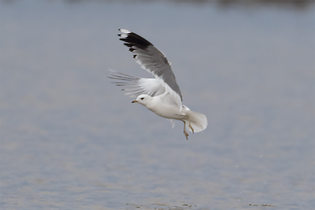 Mew Gull