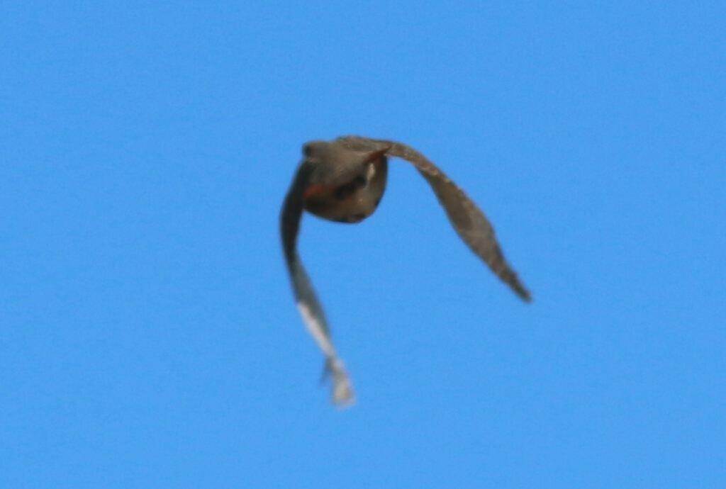 Grey Partridge