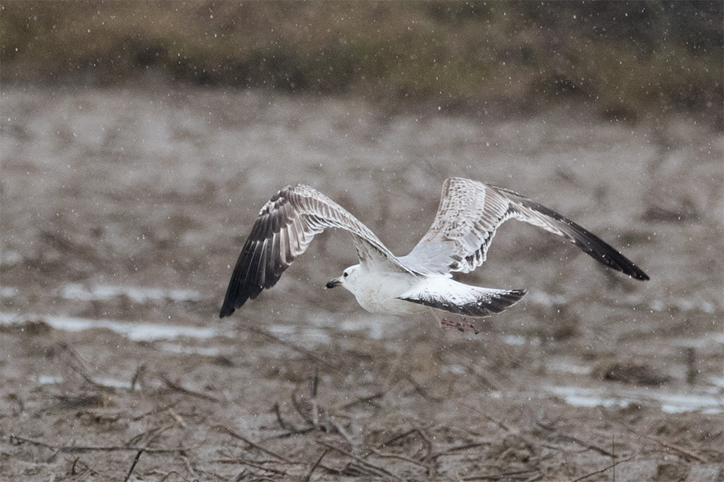 Caspian Gull