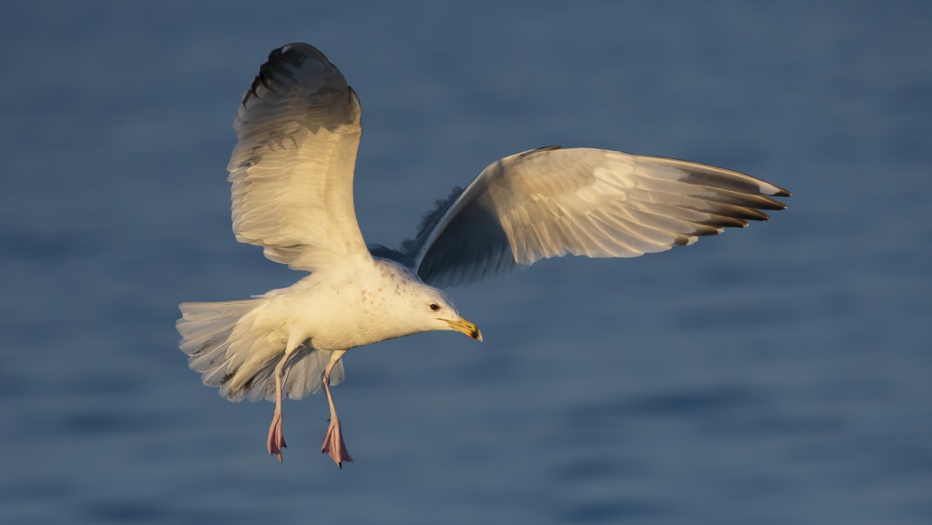 Caspian Gull