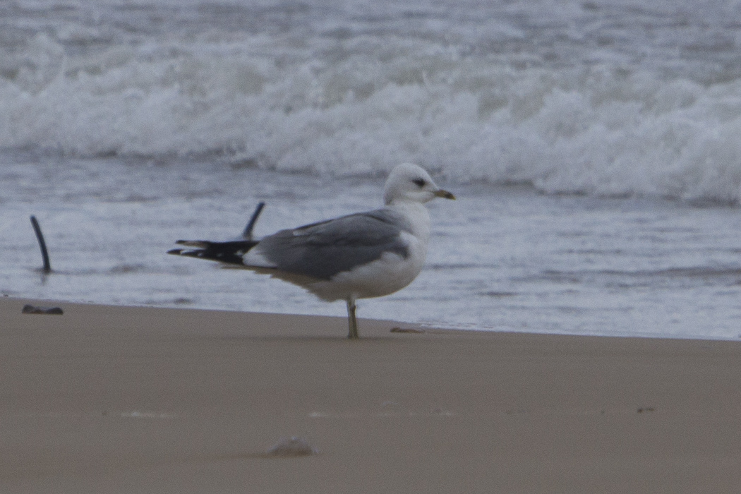 Mew Gull
