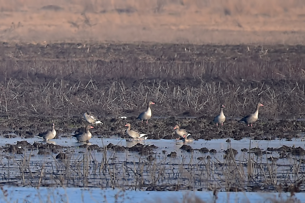 Greylag Goose