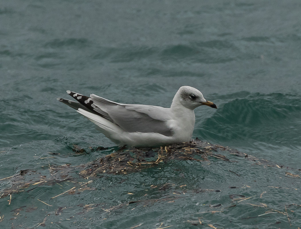 Mew Gull