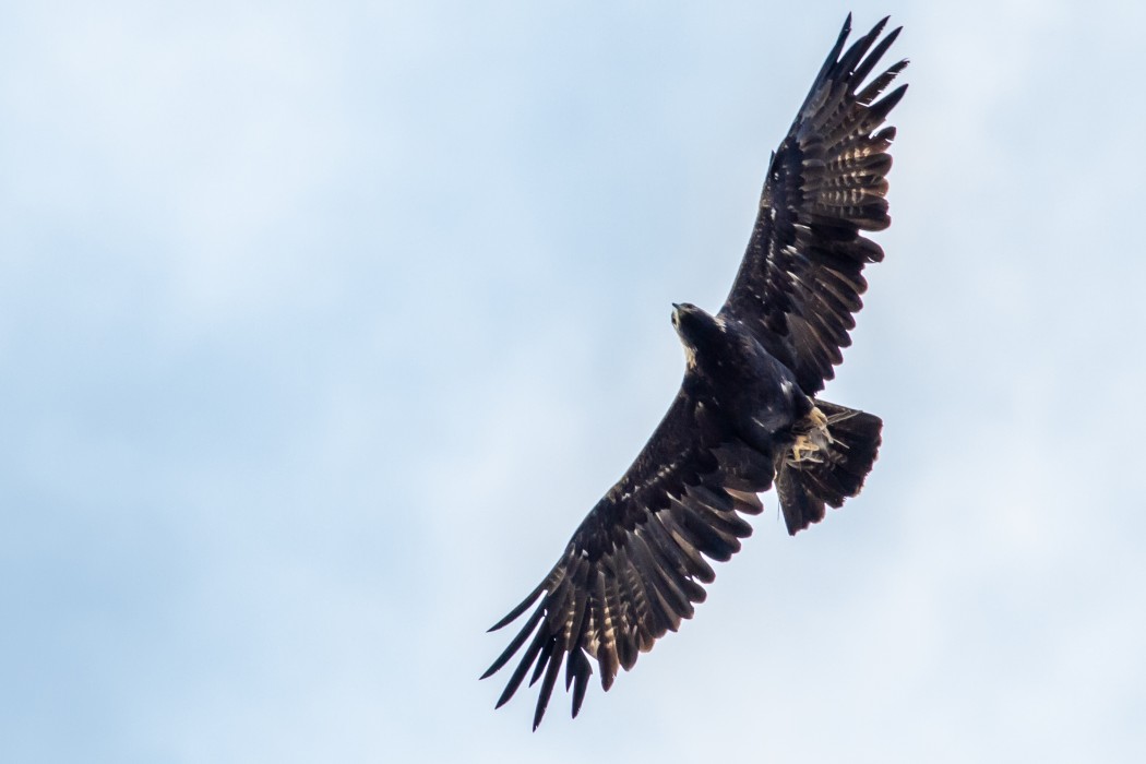 Eastern Imperial Eagle