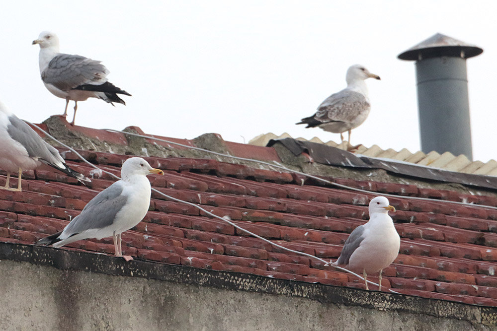 Caspian Gull
