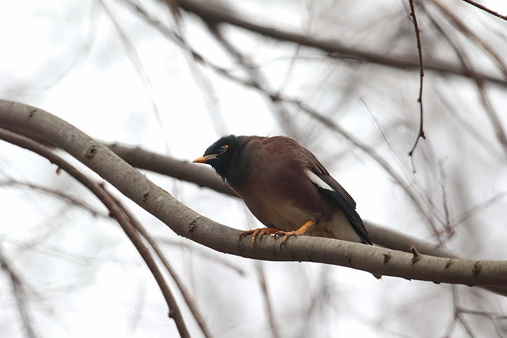 Common Myna