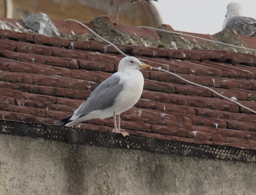 Caspian Gull