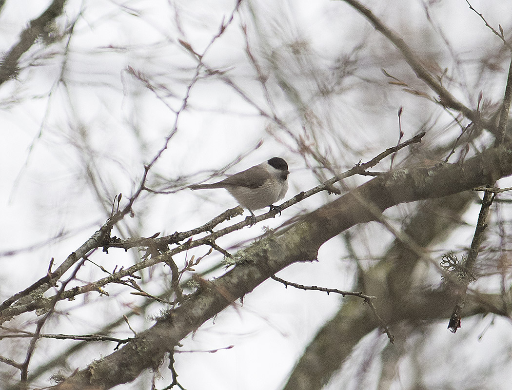 Marsh Tit