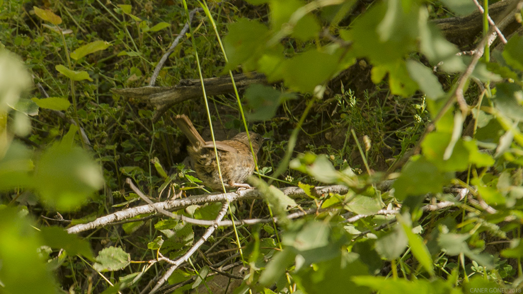 Dunnock