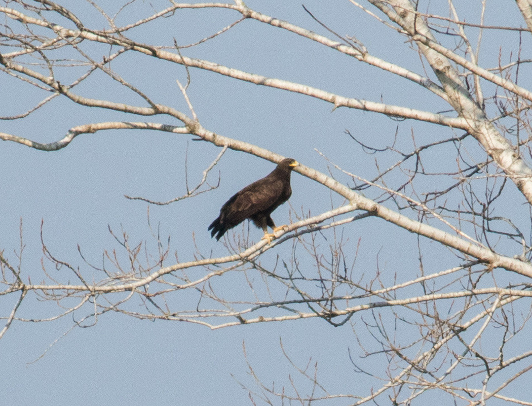 Greater Spotted Eagle