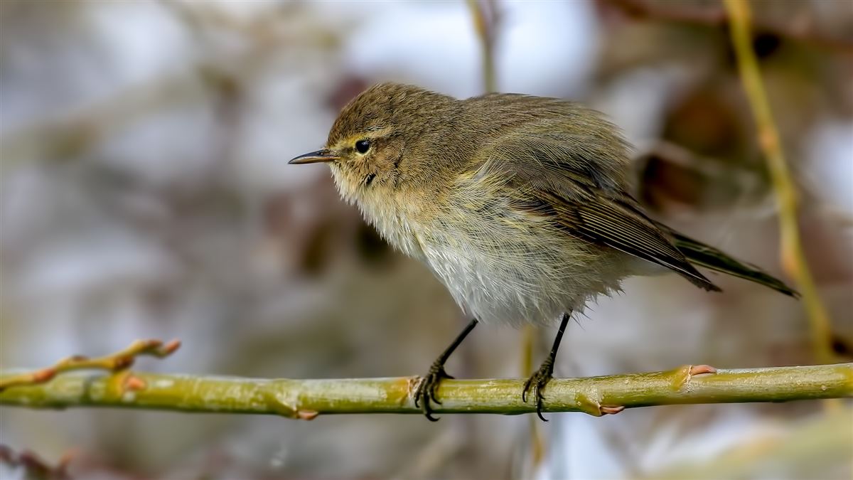 Common Chiffchaff