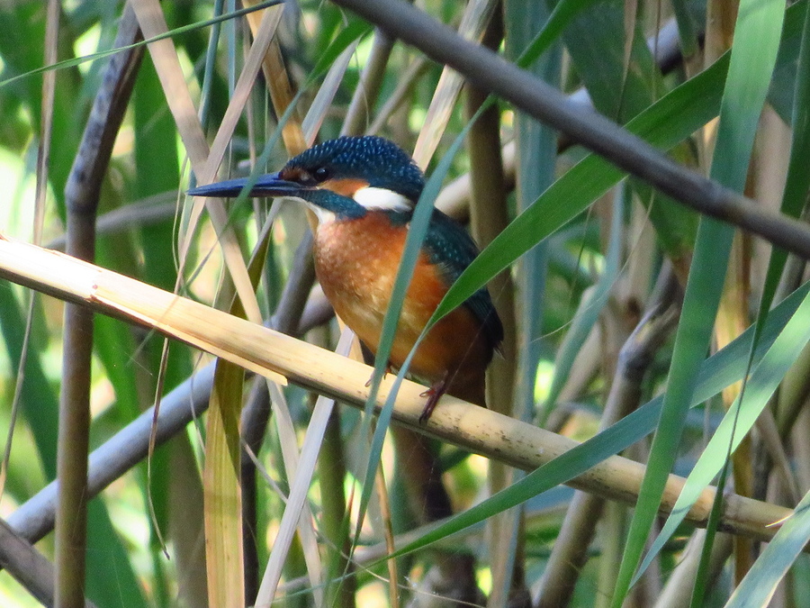 Common Kingfisher