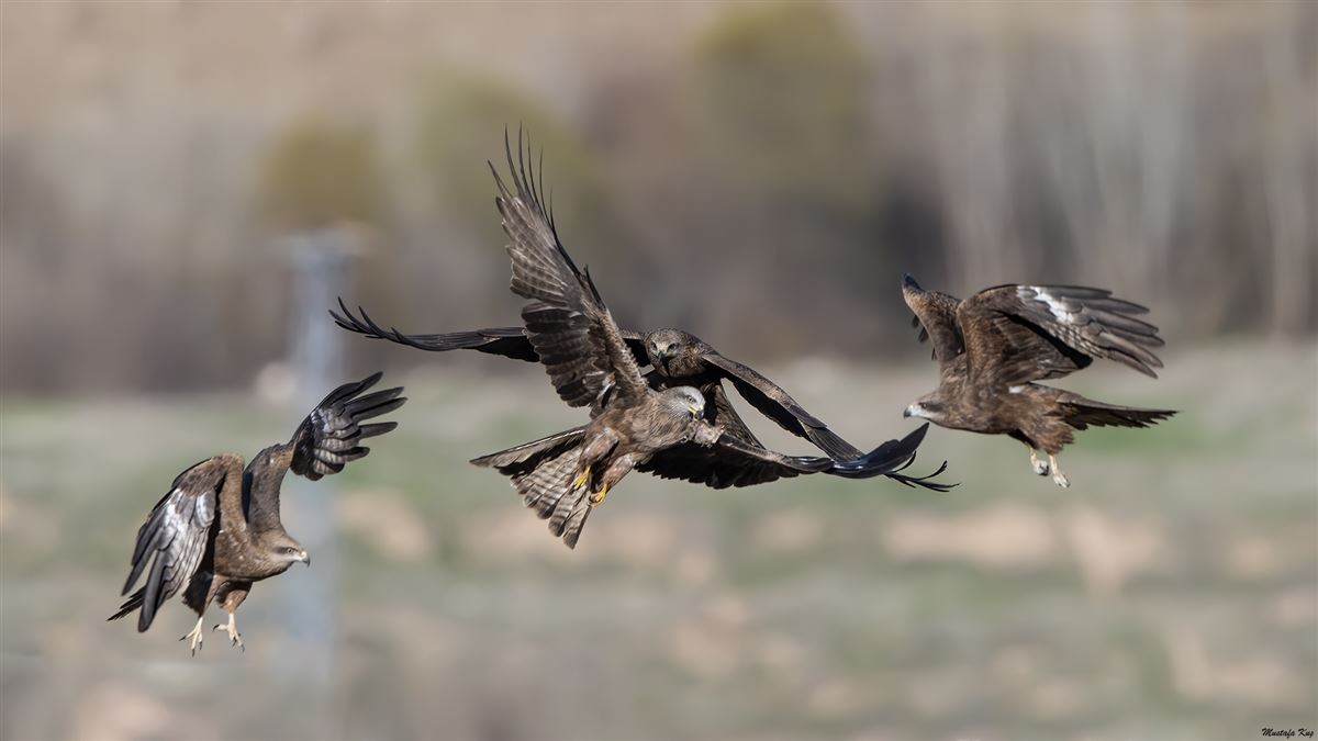 Black Kite