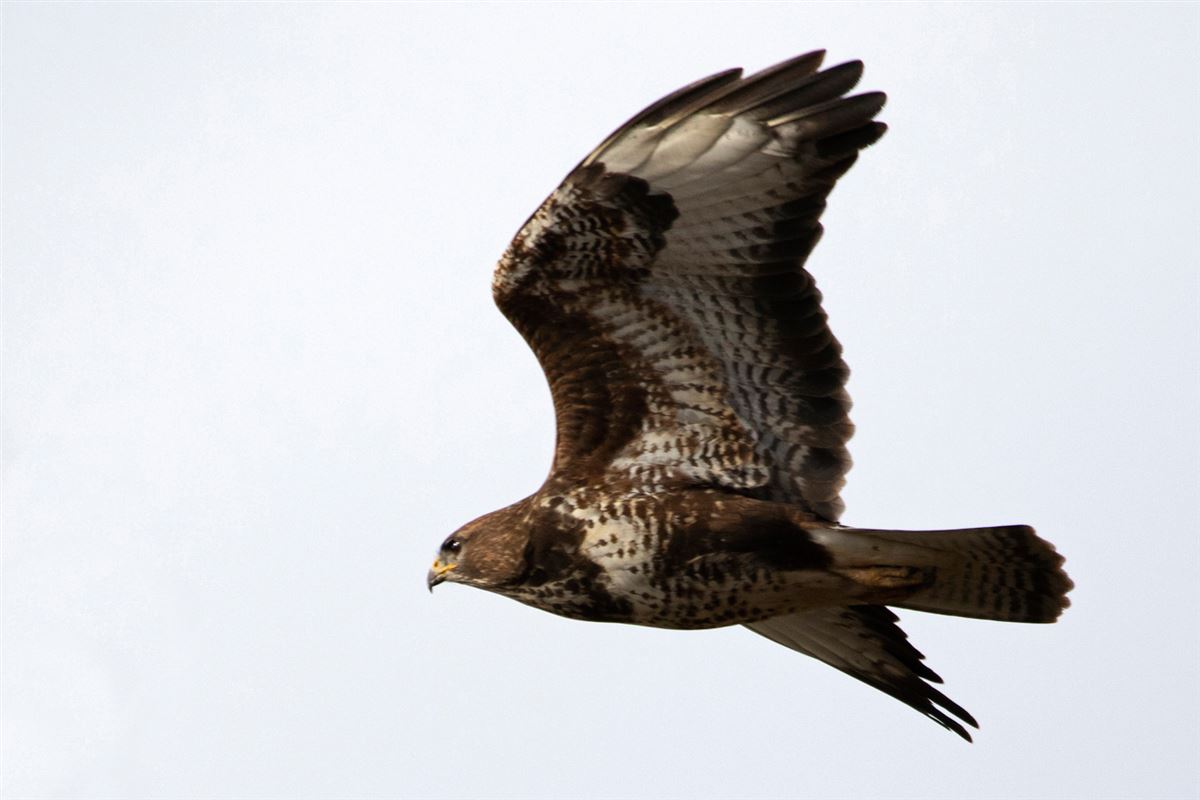 Common Buzzard