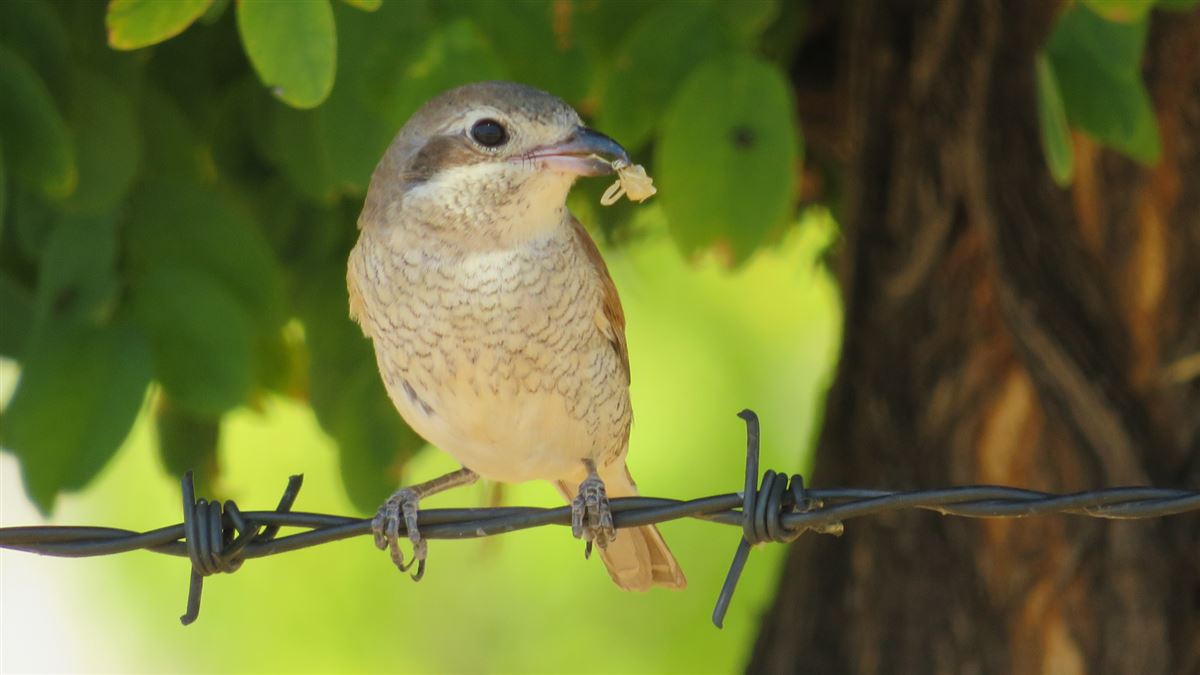 Red-backed Shrike