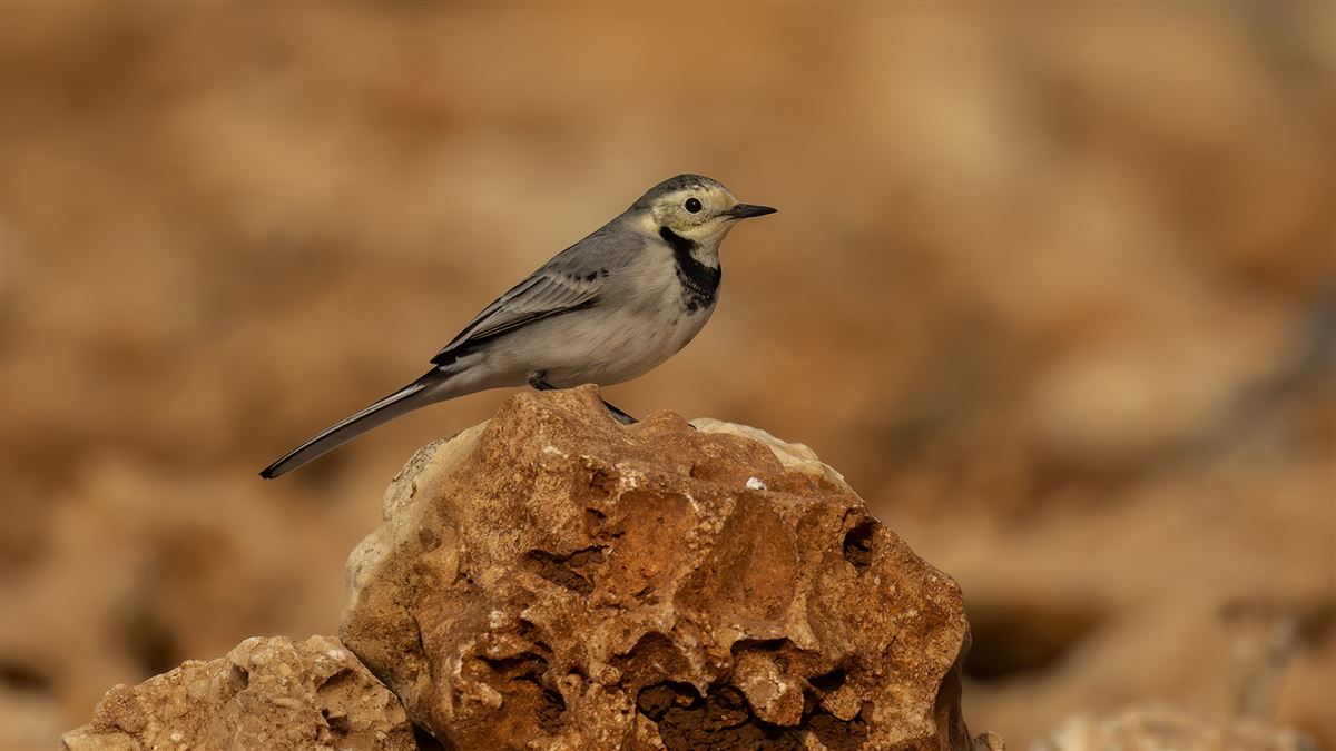 White Wagtail