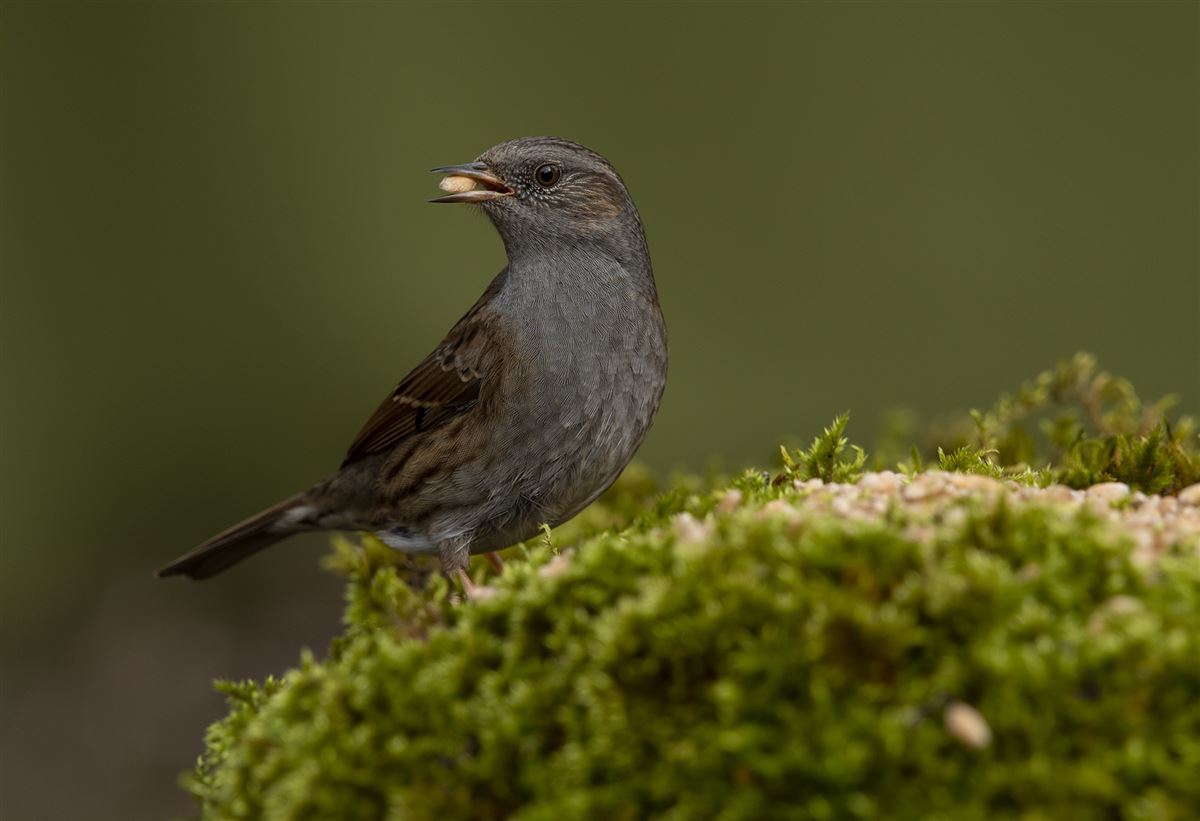 Dunnock
