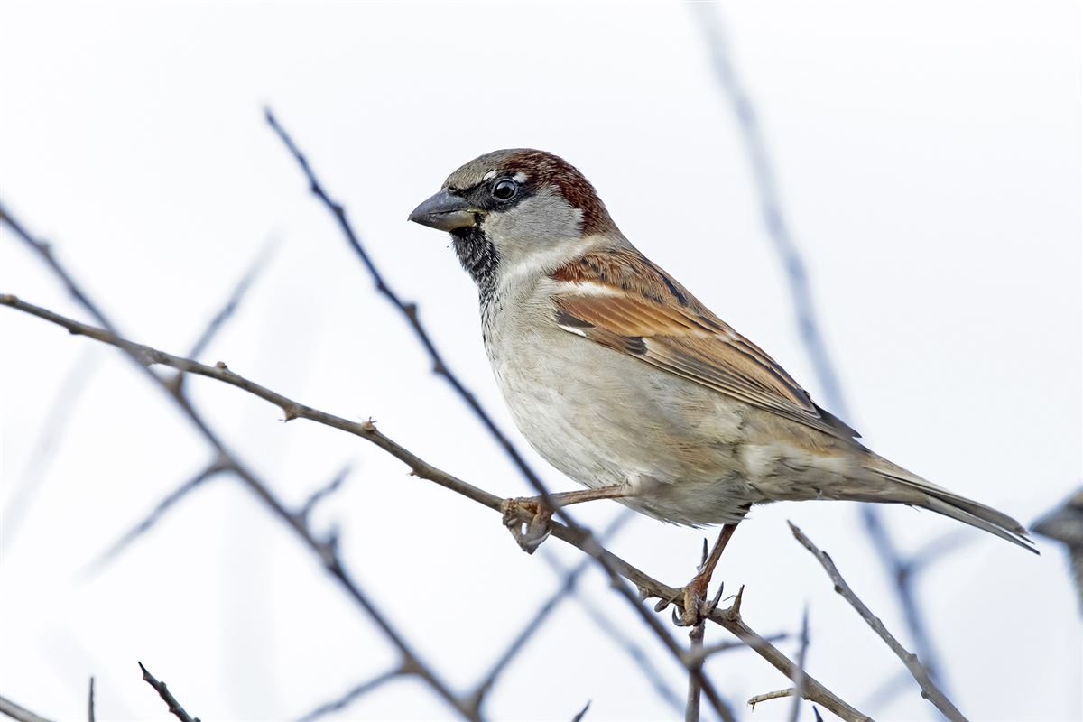 House Sparrow