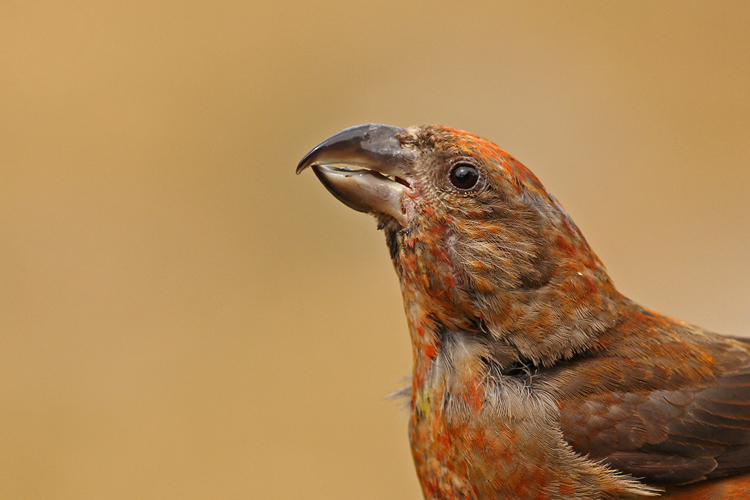 Red Crossbill
