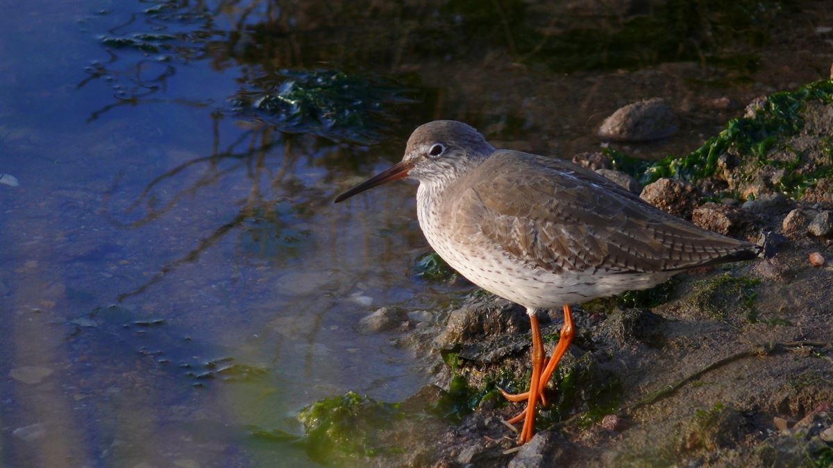 Common Redshank