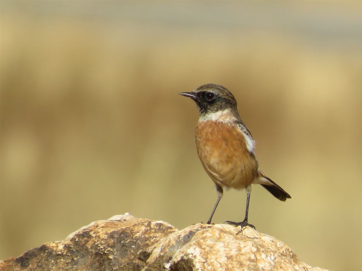 European Stonechat