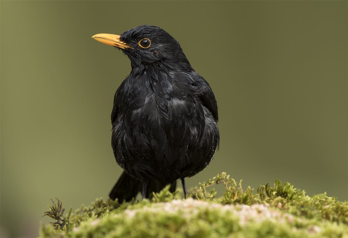 Common Blackbird