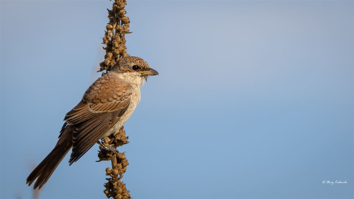Red-backed Shrike