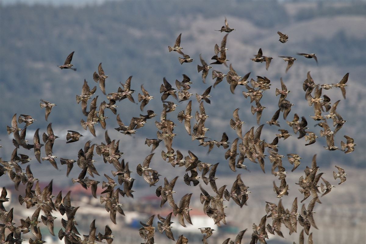 Common Starling