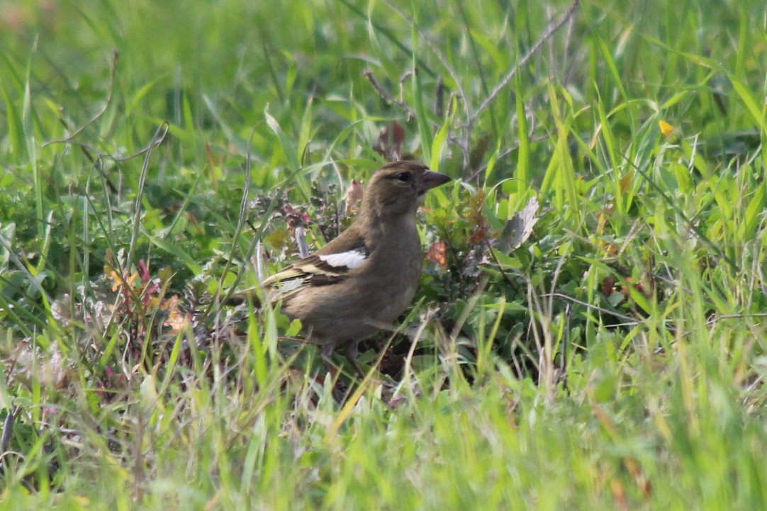 Common Chaffinch