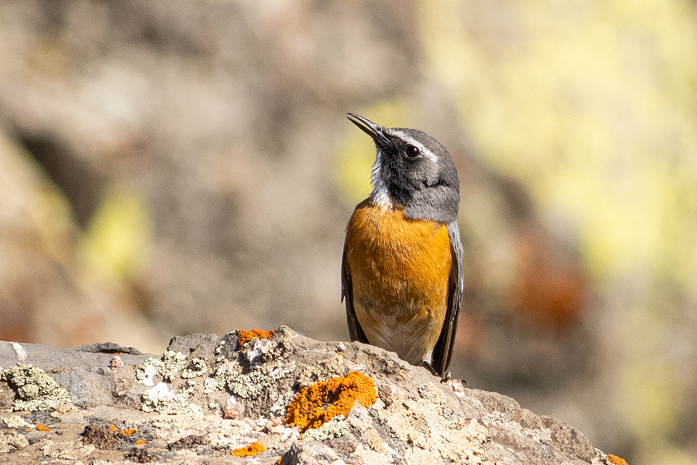 White-throated Robin