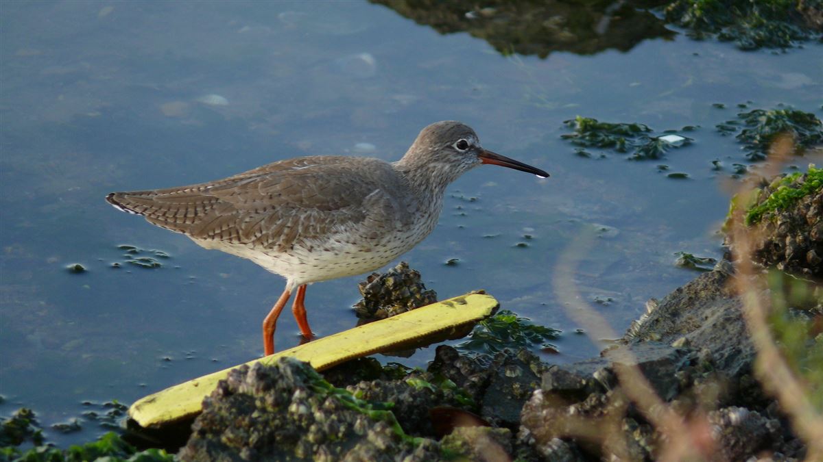 Common Redshank