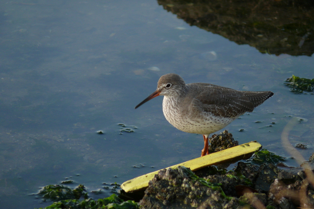 Common Redshank