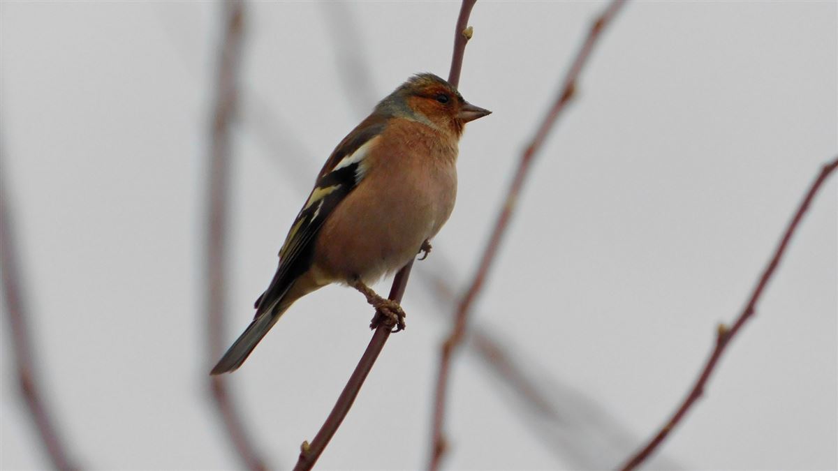 Common Chaffinch