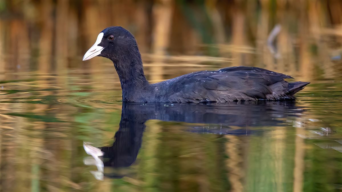 Eurasian Coot