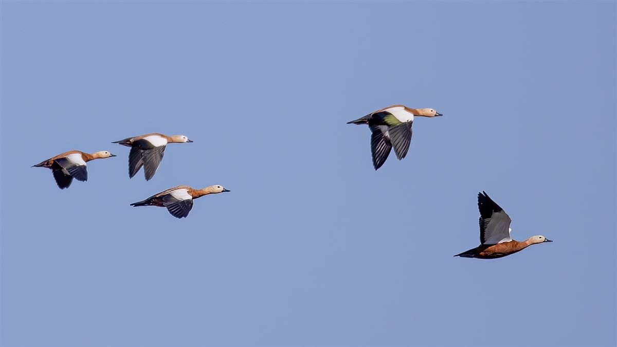Ruddy Shelduck