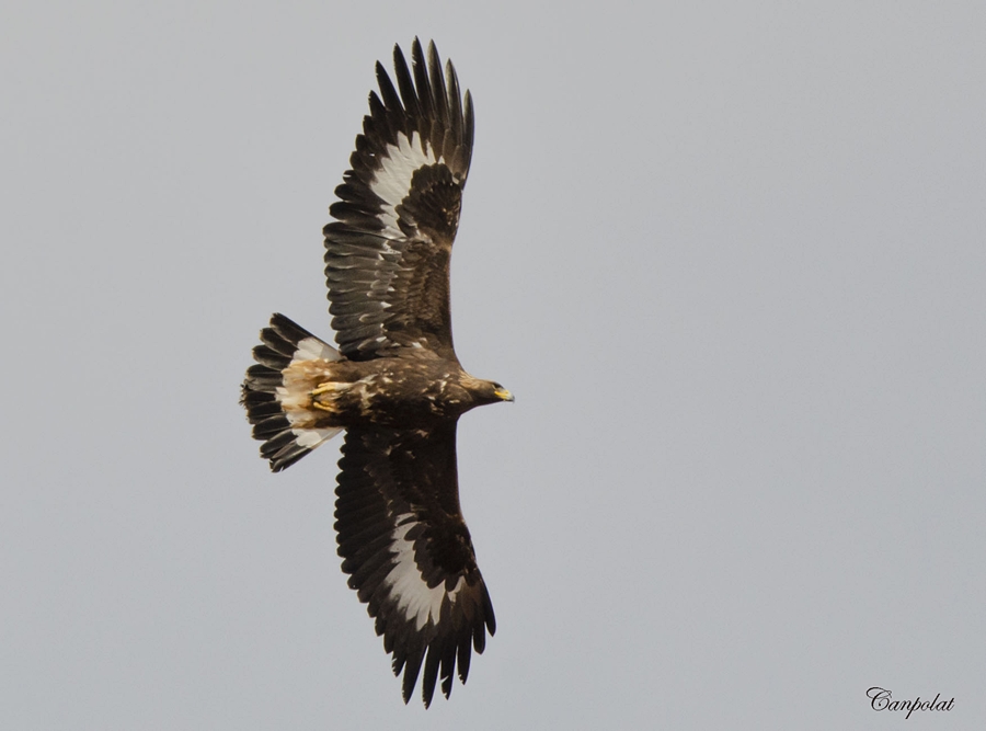 Golden Eagle