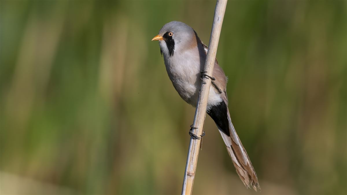 Bearded Reedling