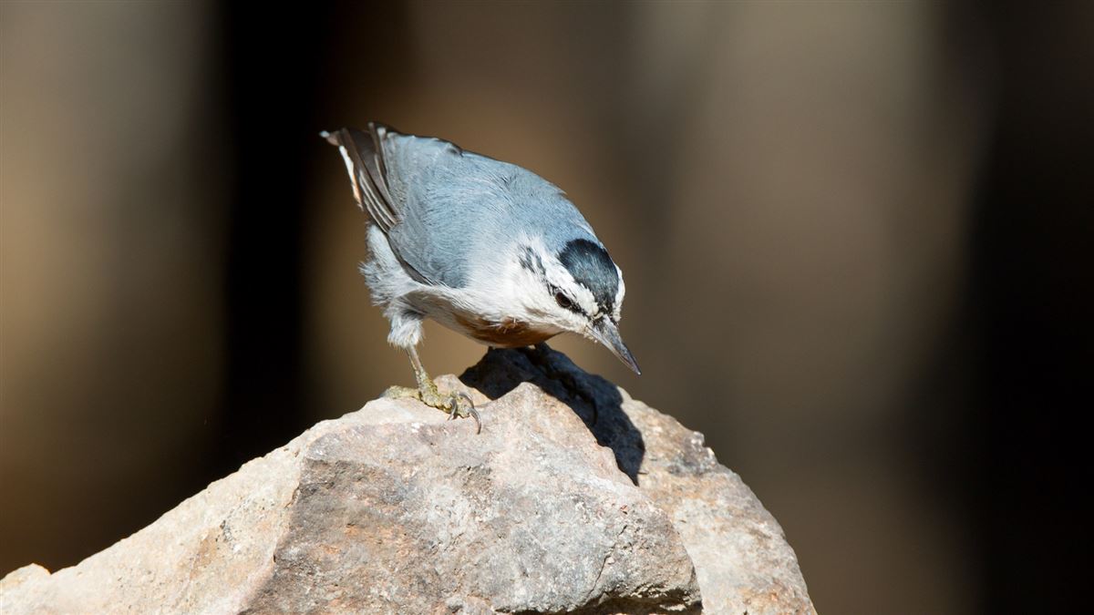 Krüper`s Nuthatch