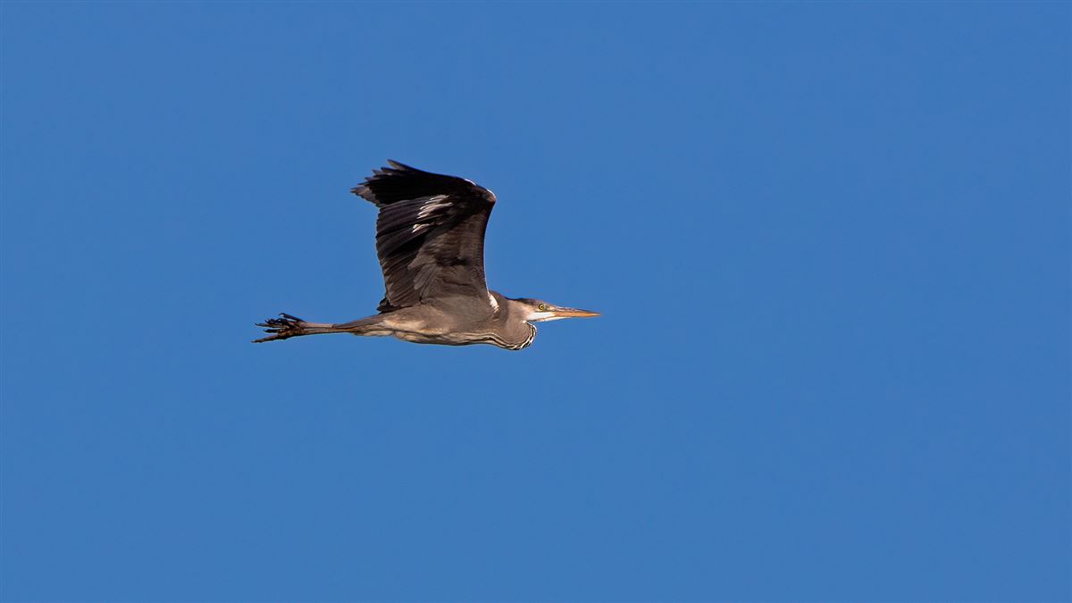 Grey Heron